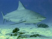 Bull Shark  001.jpg