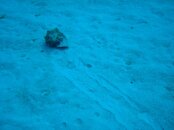Conch.jpg
