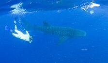Whale Shark in Little Cayman.jpg