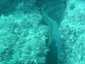 eel.jpg