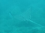 ray2.jpg