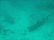 shark1.jpg