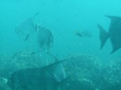 reef2.jpg