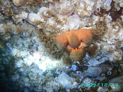 2009-12-17_02_Golfball_Crab.jpg