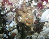 2009-12-17_03_Golfball_Crab.jpg