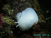 2009-12-17_04_California_Berthella_Nudibranch.jpg