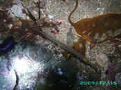 2009-12-17_05_Tube_Snout.jpg