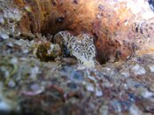 2009-12-17_07_Grunt_Sculpin.jpg