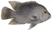 cichlid.gif