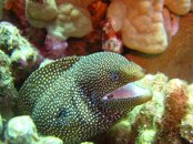 White Mouth Moray_3.jpg