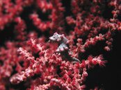 Red pygmy 1.jpg