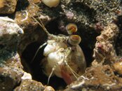 Mantis shrimp.jpg