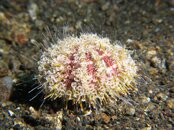 Flower urchin.jpg
