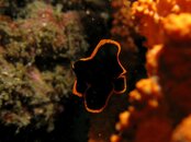 Juvenile shaded batfish.jpg
