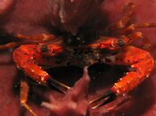 Crab.jpg