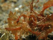 Ambon scorpion fish.jpg
