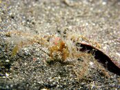 Hairy crab.jpg