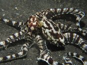 Mimic octopus 2.jpg