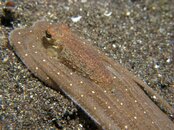 Wunderpus 1.jpg