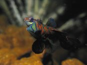 Mating mandarin fish 1.jpg