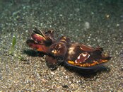 Flamboyant cuttlefish 3.jpg