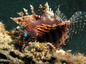Lion fish 1.jpg