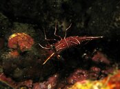 Durban hinge-beak shrimp.jpg