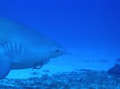 Shark with hook.jpg