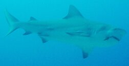 Playa Sharks & Nancy Jack 077.JPG