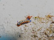 IMG_2647.JPG