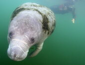 ManateeFace.jpg