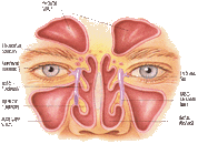 sinusanatomy.gif