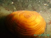 2010-01-16 01 Plumose Anemone.JPG