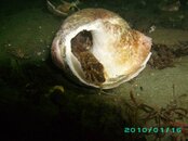 2010-01-16 02 Northern Ronquil.JPG