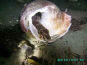 2010-01-16 03 Northern Ronquil.JPG