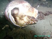 2010-01-16 04 Northern Ronquil.JPG