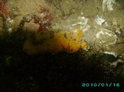 2010-01-16 06 Sea Lemon.JPG
