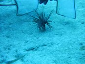 diving 142.jpg