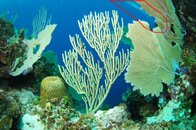 Roatan Jun08 146 600.jpg