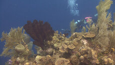 reef.jpg