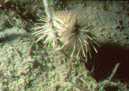 white_sea_urchin3.jpg