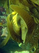 kelp9.small.jpg