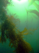 kelp.8.small.jpg