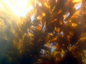 kelp.13.small.jpg