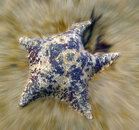 starfish.superstar.small.jpg