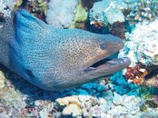 Giant moray (small 1).jpg