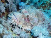 Scorpionfish (small 1).jpg