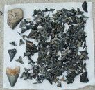 teeth082407.JPG