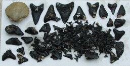 teeth082607.JPG
