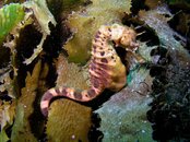 Pot bellied seahorse PS.jpg